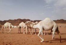 صورة تعبيرية للإبل وليست من مهرجان الحناكية، تصوير Llana عبر Unsplash