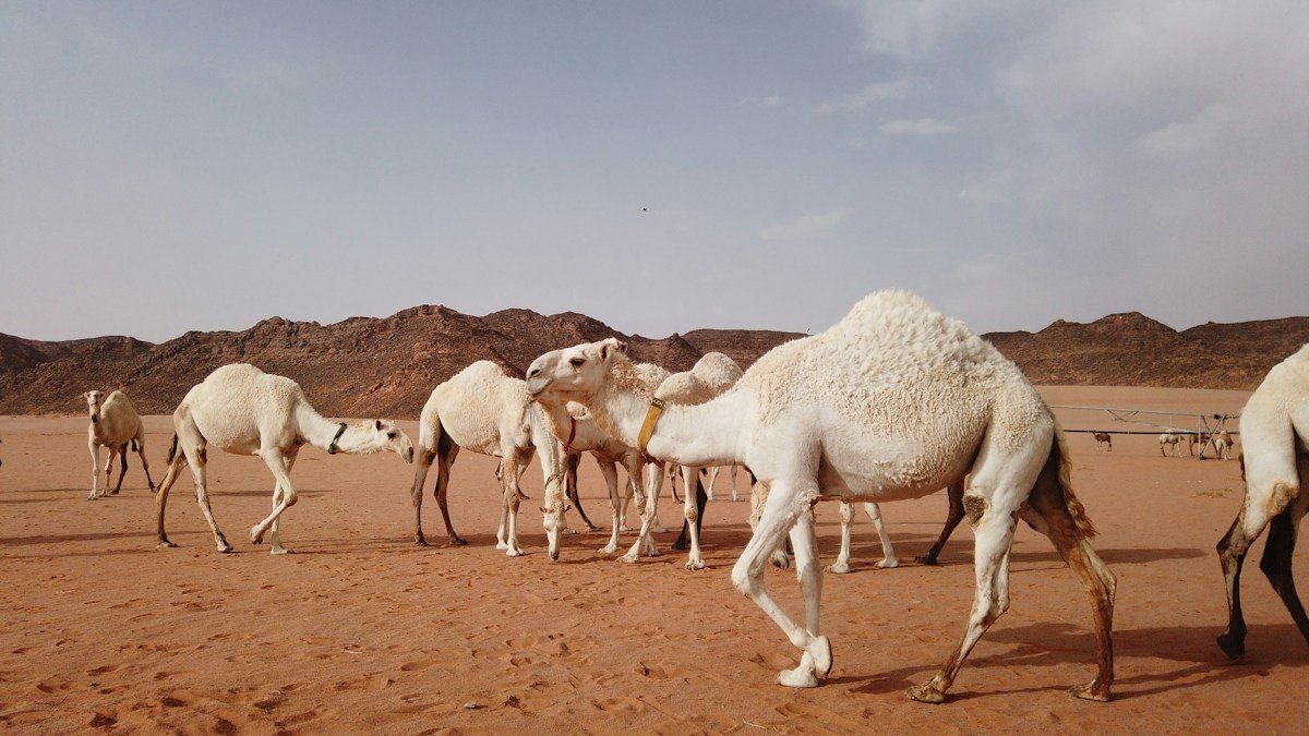صورة تعبيرية للإبل وليست من مهرجان الحناكية، تصوير Llana عبر Unsplash